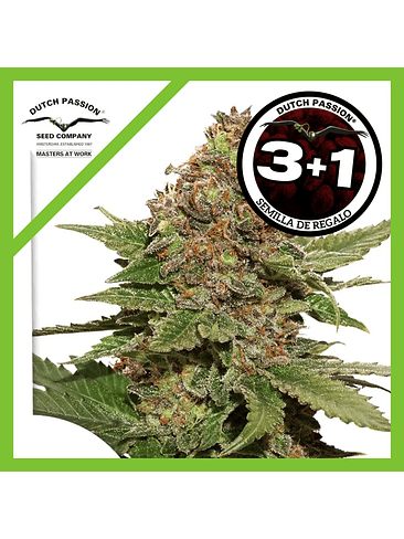 Strawberry Cough  Fem X3-Dutch Passion 2