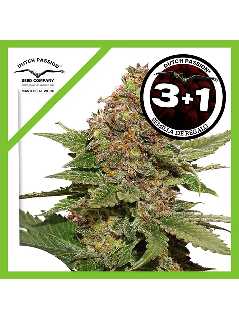 Strawberry Cough Fem -Dutch Passion X3+1 1