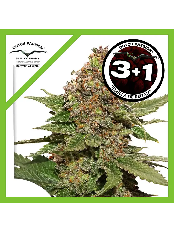 Strawberry Cough Fem -Dutch Passion X3+1 1