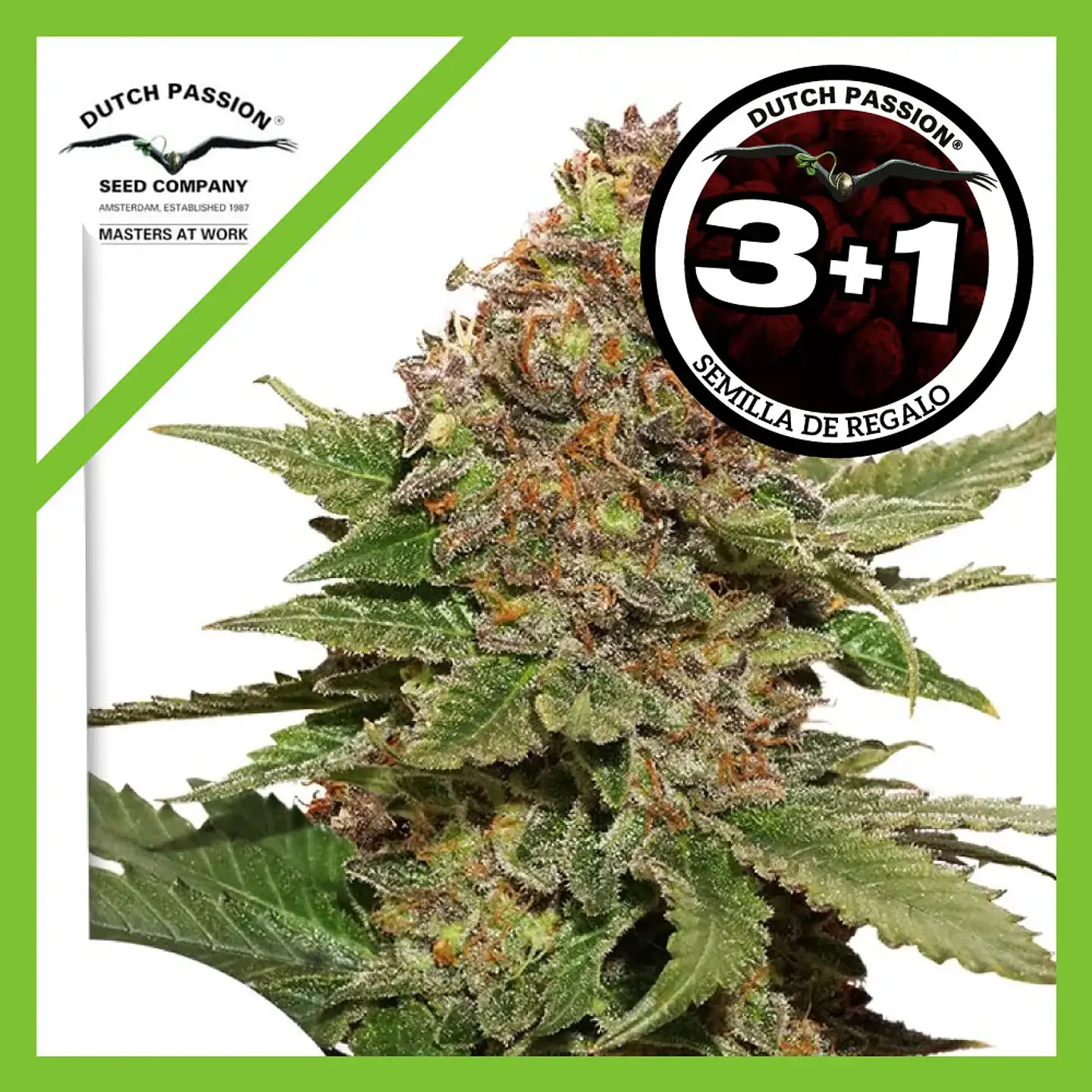 Strawberry Cough Fem -Dutch Passion X3+1 1