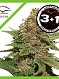 Strawberry Cough  Fem X3-Dutch Passion - Miniatura 2