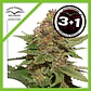 Strawberry Cough Fem -Dutch Passion X3+1 - Miniatura 1
