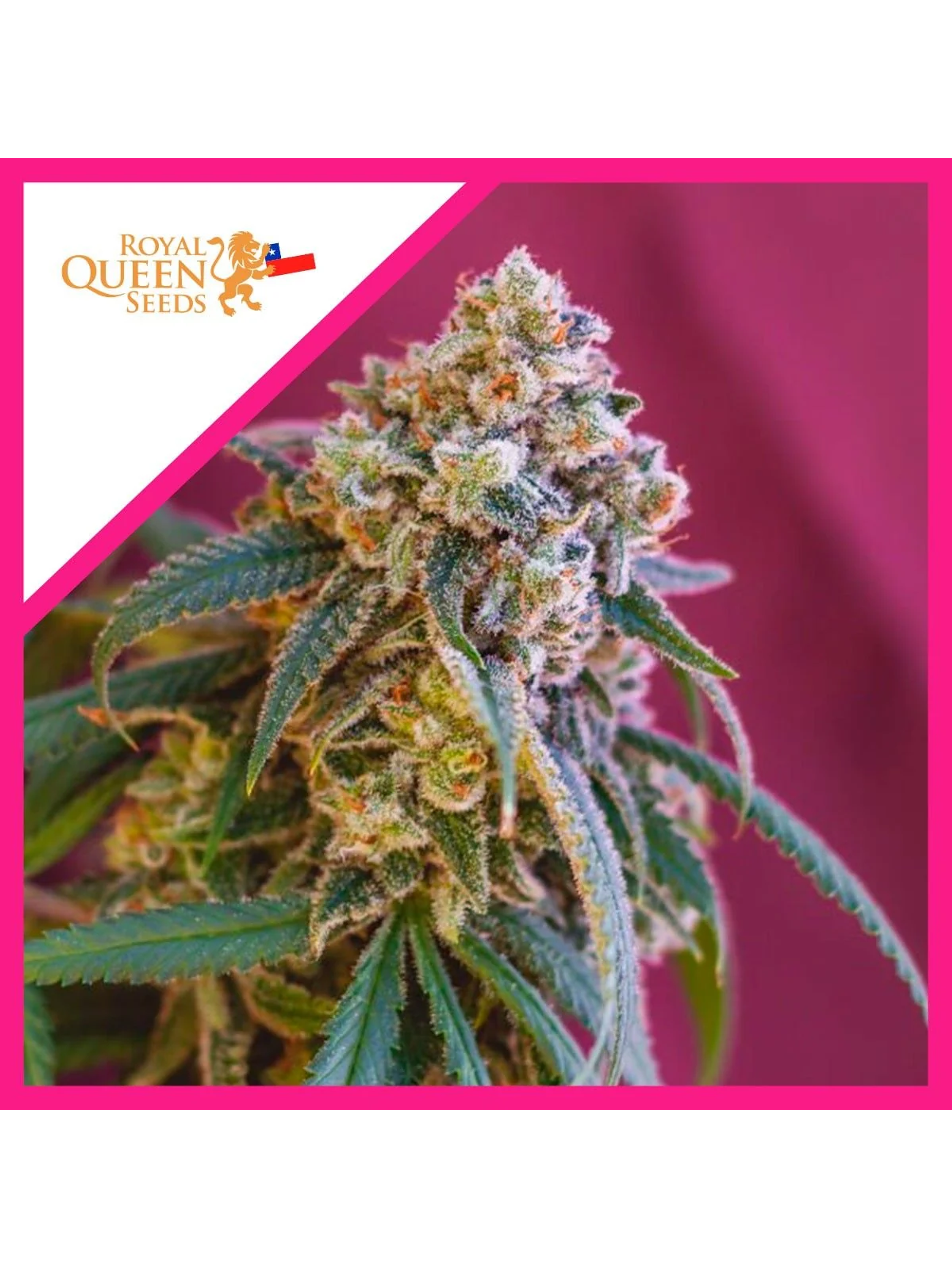 Green Punch Fem -Royal Queen Seeds (X3/X1) 2