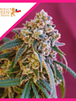 Green Punch Fem X3-Royal Queen Seeds - Miniatura 2