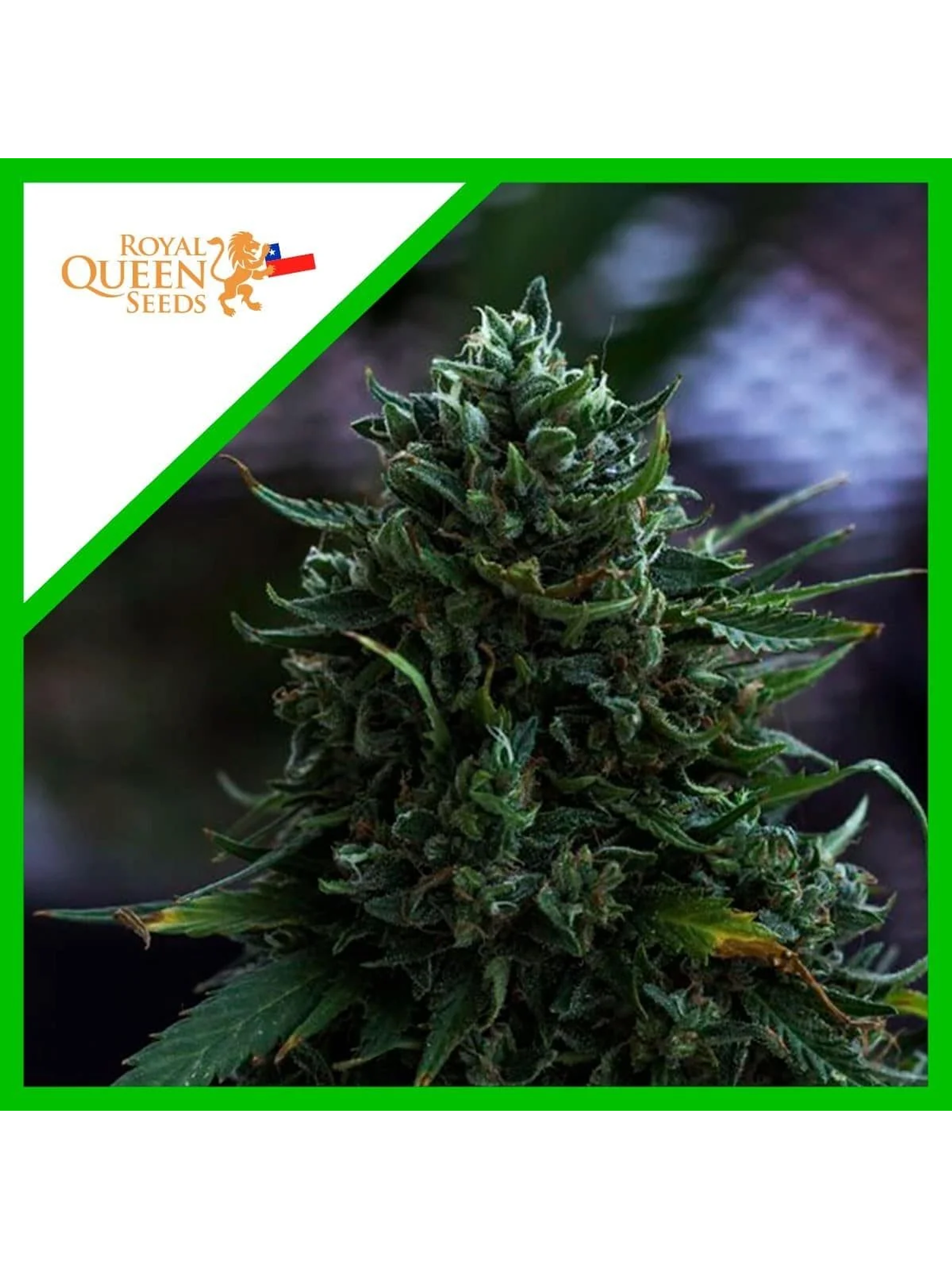 Northern Light Auto -Royal Queen Seeds (X100/X3/X1) 6