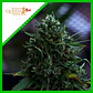 Northern Light Auto -Royal Queen Seeds (X100/X3/X1) - Miniatura 6