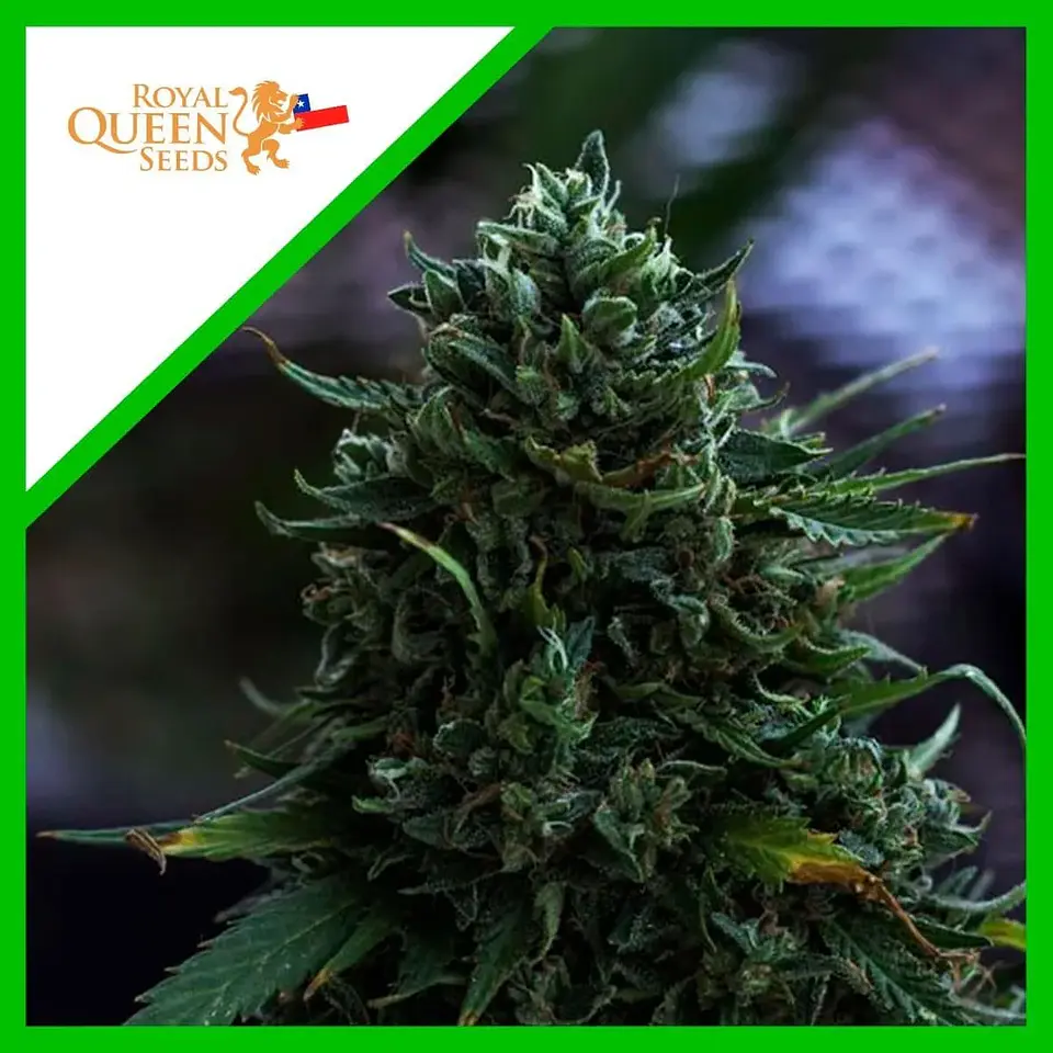 Northern Light Auto -Royal Queen Seeds (X100/X3/X1) 6