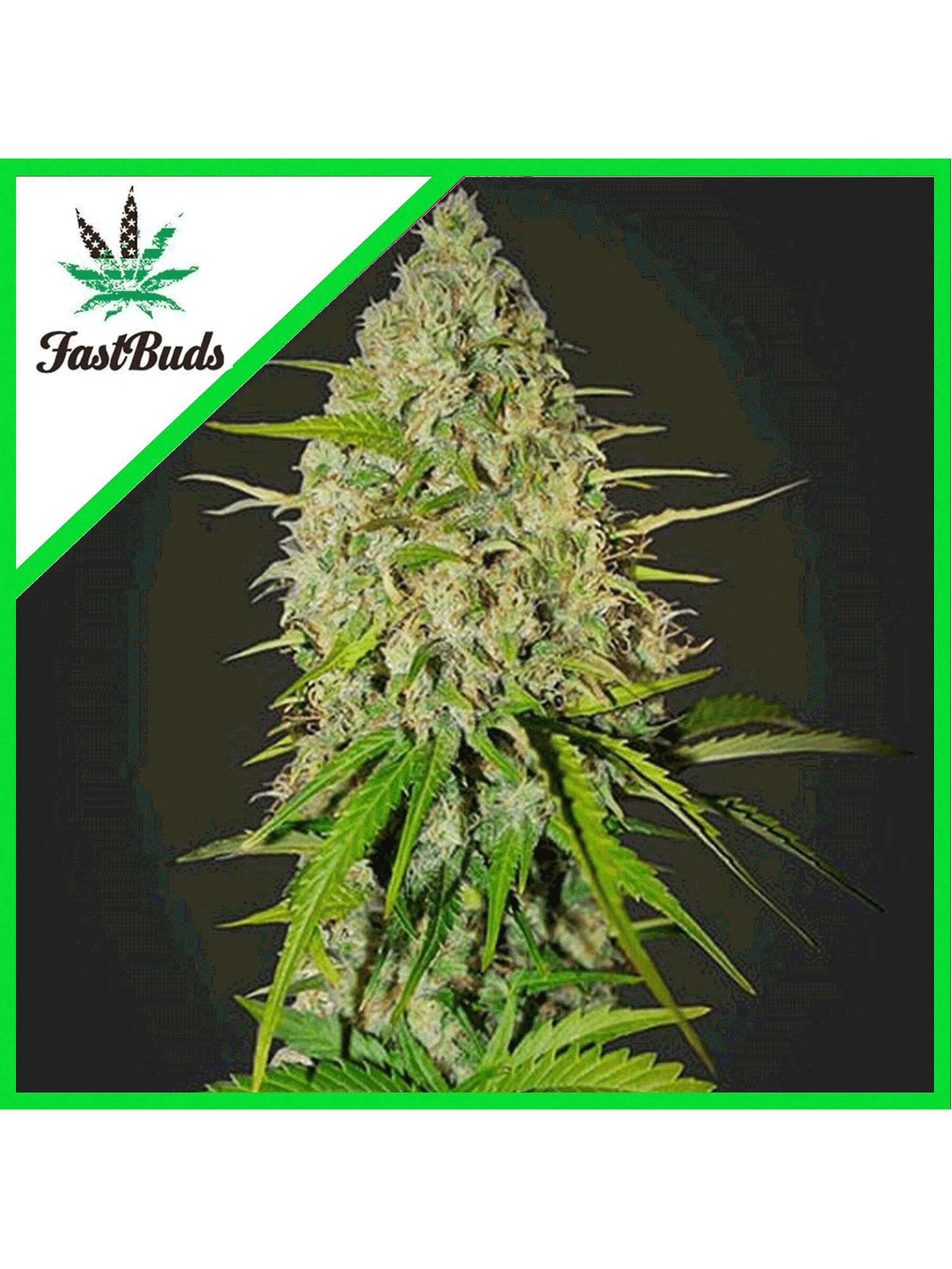 Grapefruit Auto -Fast Buds (X3/X1) 2