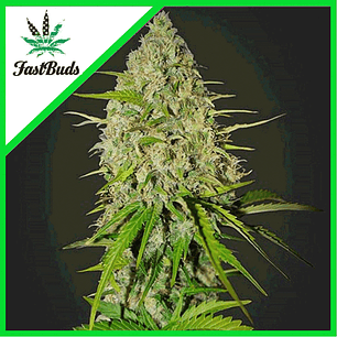 Grapefruit Auto X3-Fast Buds