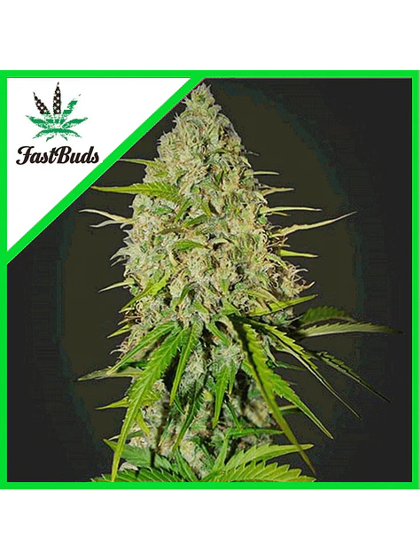 Grapefruit Auto -Fast Buds (X3/X1) 2