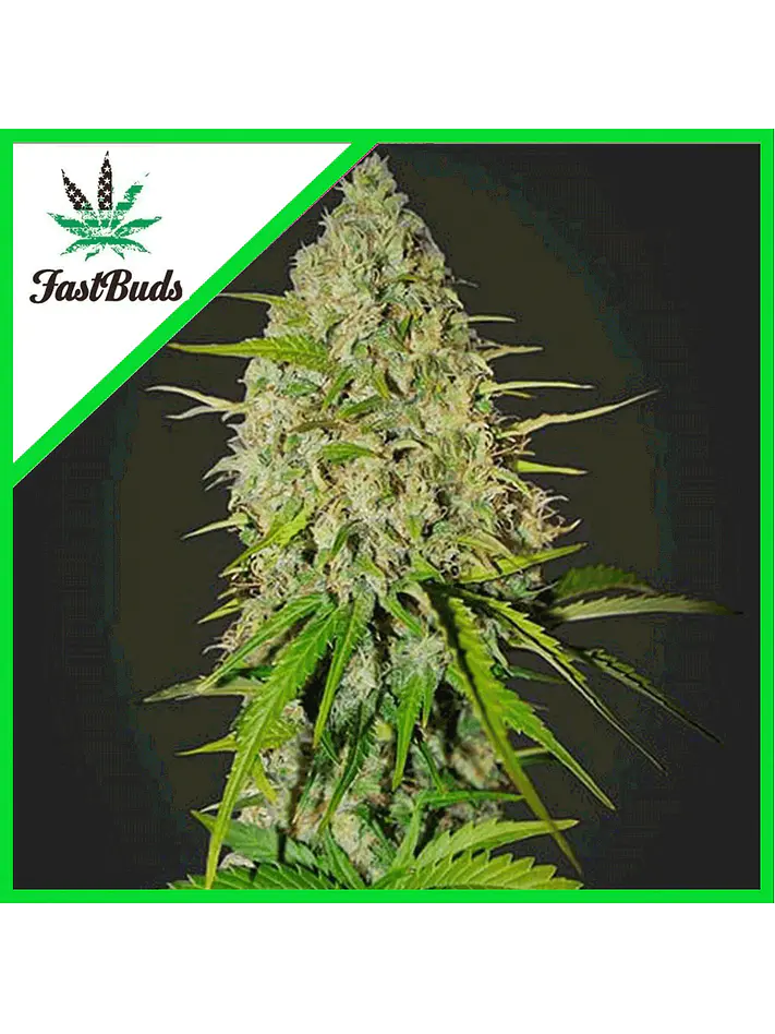 Grapefruit Auto -Fast Buds (X3/X1) 2