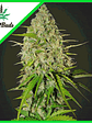 Grapefruit Auto X3-Fast Buds - Miniatura 2