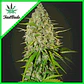 Grapefruit Auto -Fast Buds (X3/X1) - Miniatura 2