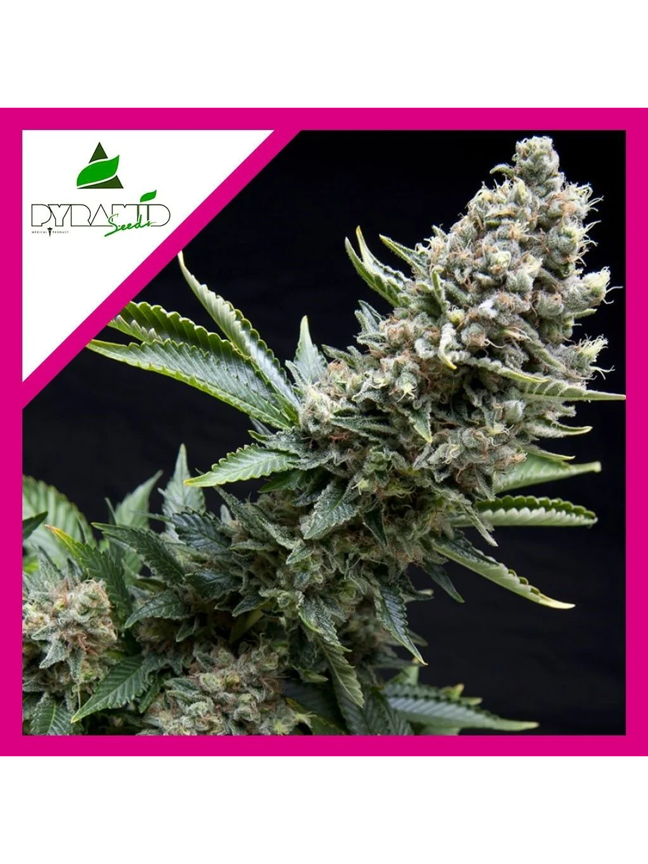 New York City Fem -Pyramid Seeds (X5+2/X3+1/X1) 2