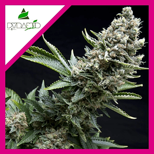 New York City  Fem X5+2-Pyramid Seeds