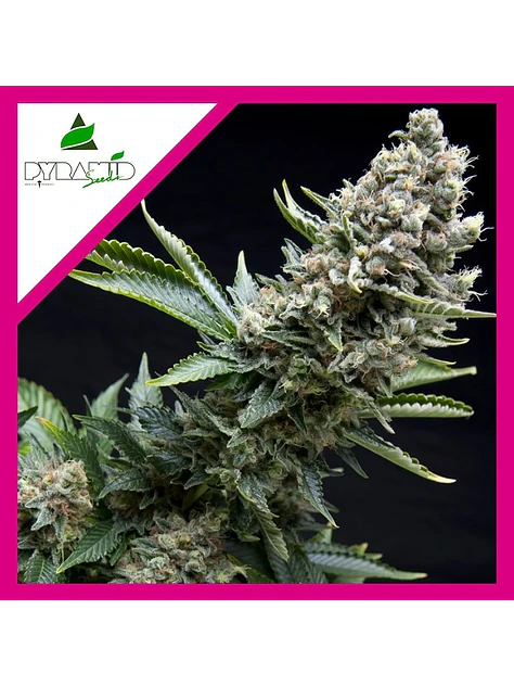 New York City Fem -Pyramid Seeds (X5+2/X3+1/X1) 2