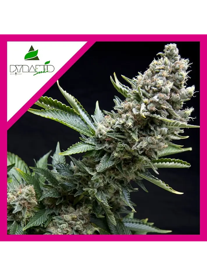 New York City Fem -Pyramid Seeds (X5+2/X3+1/X1) 2