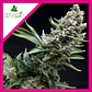 New York City Fem -Pyramid Seeds (X5+2/X3+1/X1) - Miniatura 2