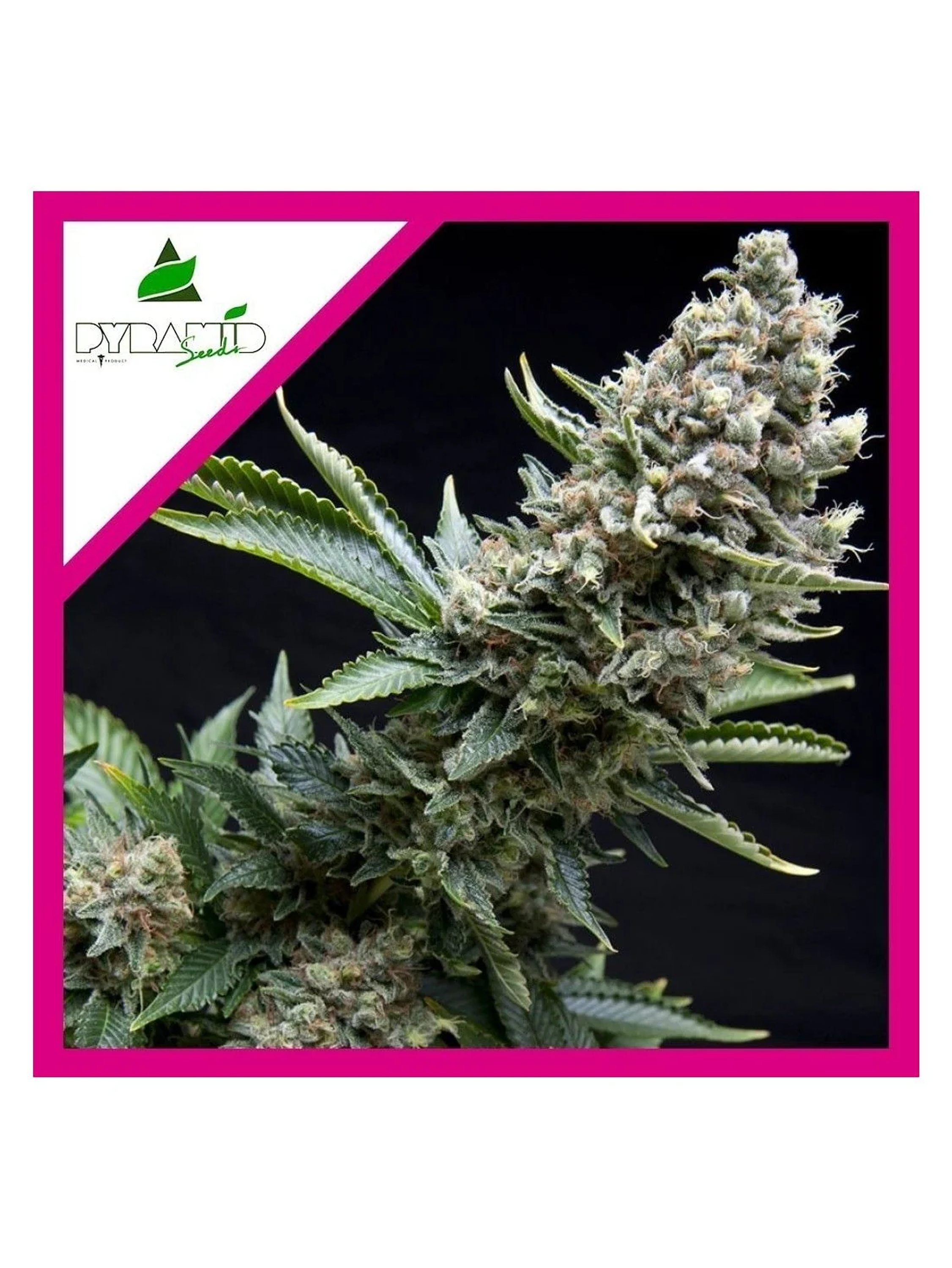 New York City Fem -Pyramid Seeds (X5+2/X3+1/X1) 3