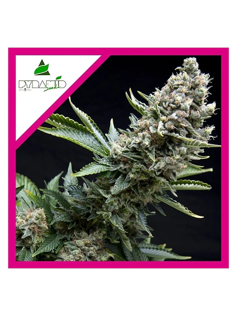 New York City Fem -Pyramid Seeds (X5+2/X3+1/X1) 3