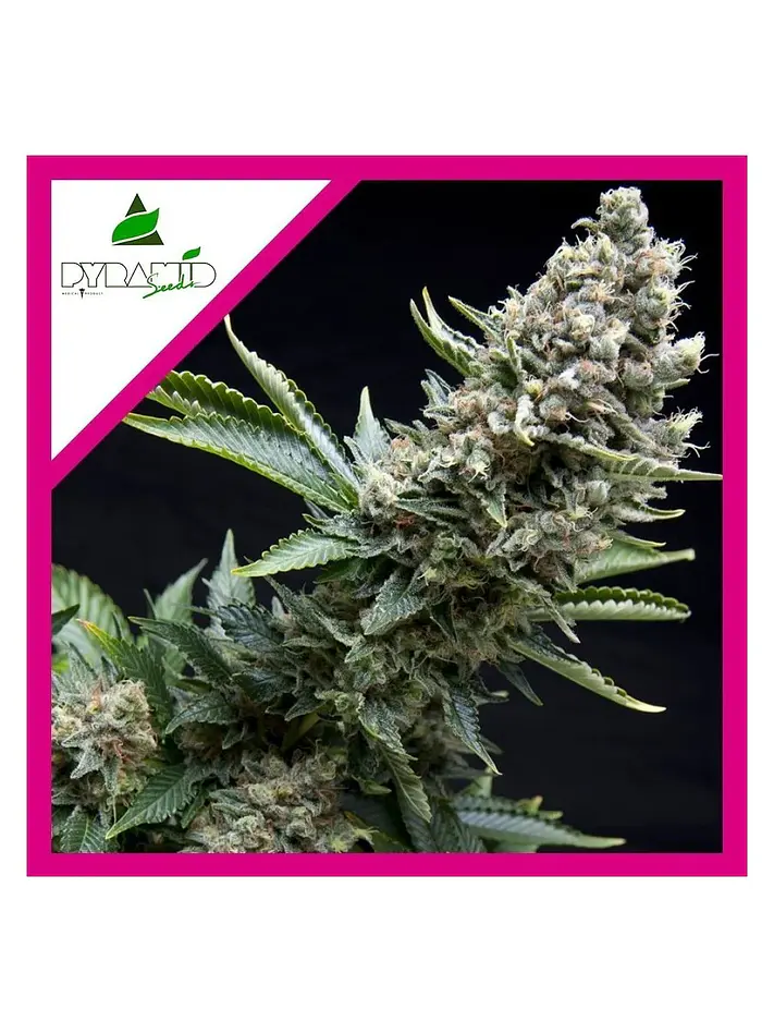 New York City Fem -Pyramid Seeds (X5+2/X3+1/X1) 3