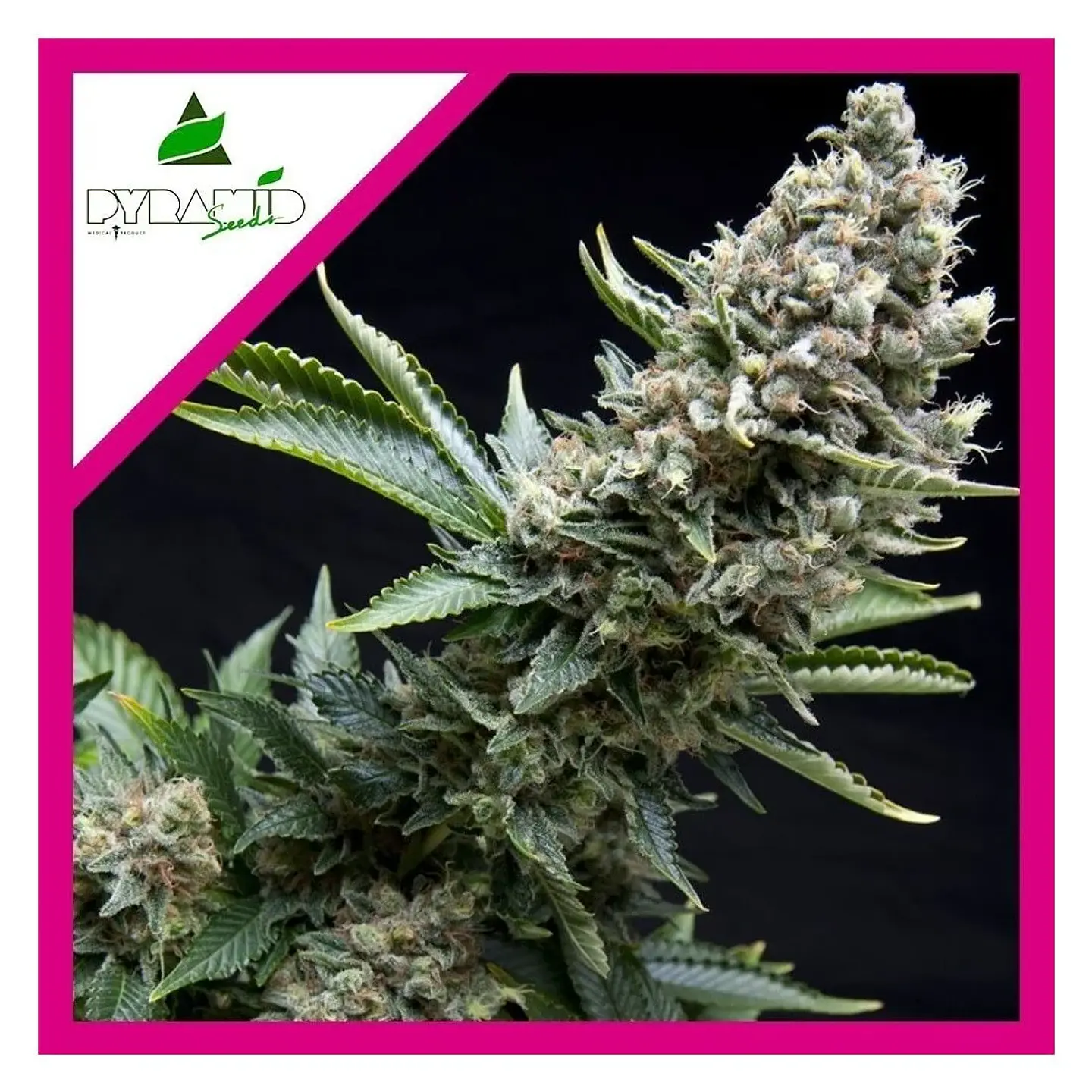 New York City Fem -Pyramid Seeds (X5+2/X3+1/X1) 3