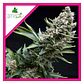 New York City Fem -Pyramid Seeds (X5+2/X3+1/X1) - Miniatura 3