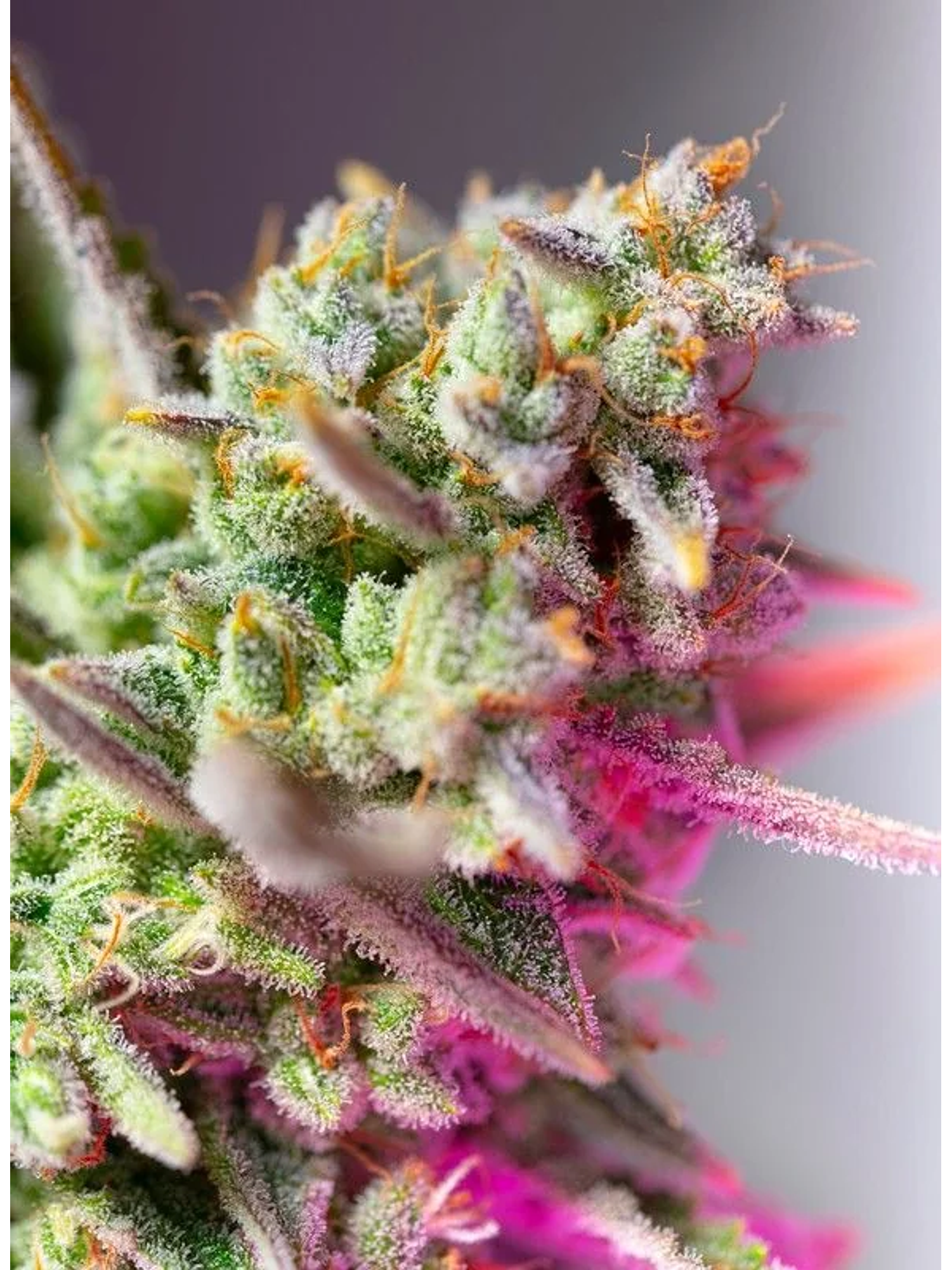 Sweet Mimosa Xl Auto -Sweet Seeds (X25/X5+2/X3+1) 3