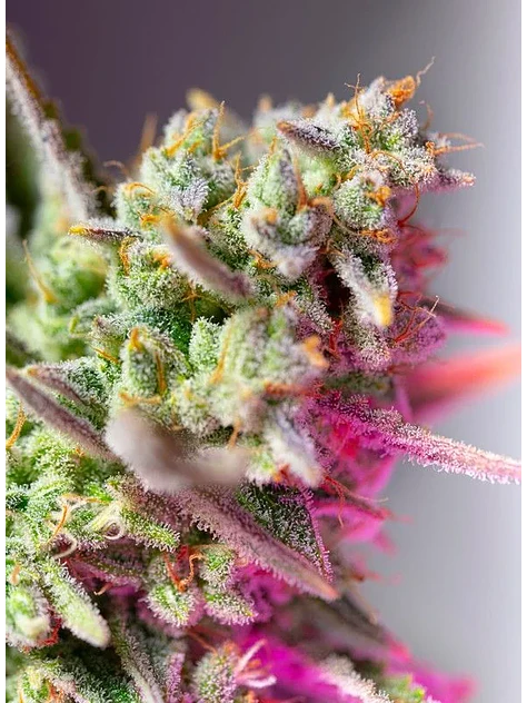Sweet Mimosa Xl Auto -Sweet Seeds (X25/X5+2/X3+1) 3