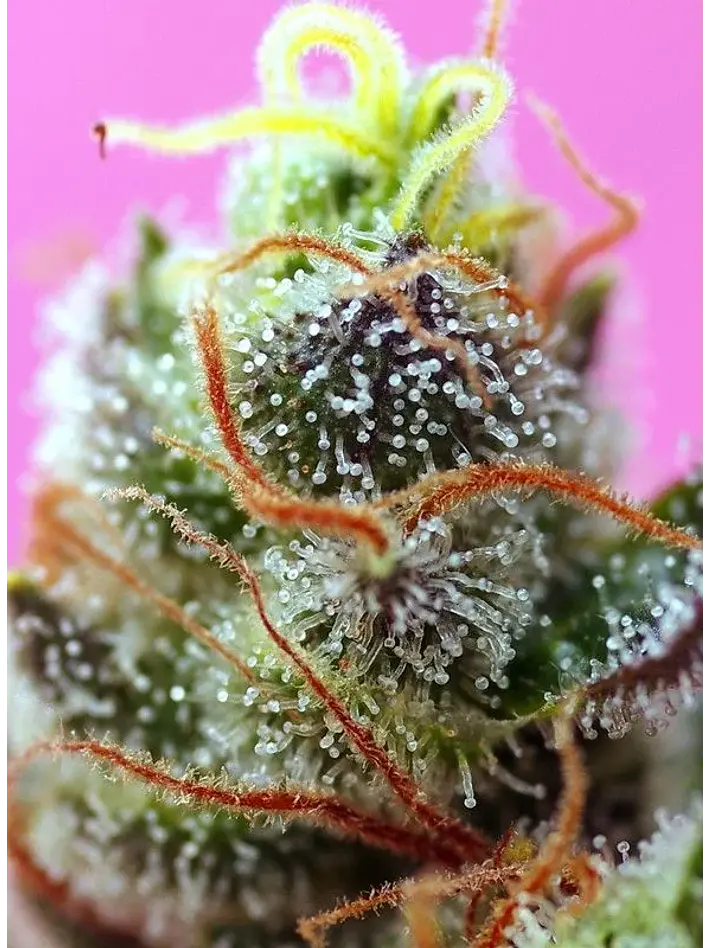 Sweet Mimosa Xl Auto -Sweet Seeds (X25/X5+2/X3+1) 4