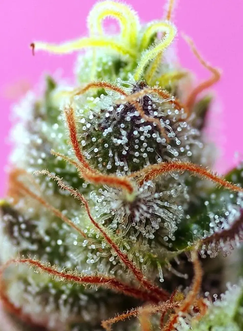 Sweet Mimosa Xl Auto -Sweet Seeds (X25/X5+2/X3+1) 4