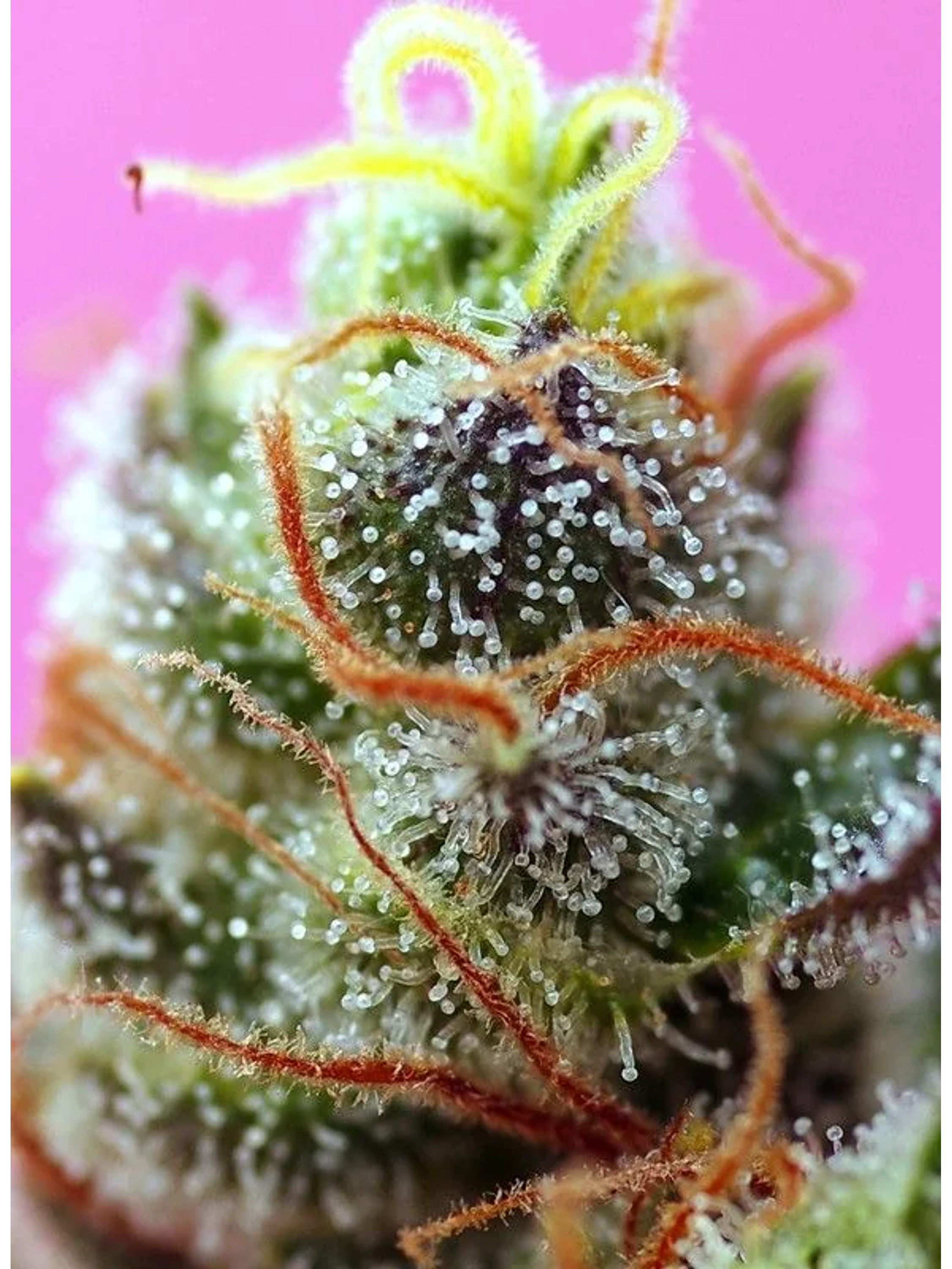 Sweet Mimosa Xl Auto -Sweet Seeds (X25/X5+2/X3+1) 7