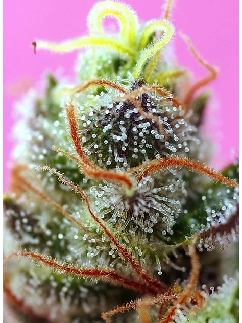 Sweet Mimosa Xl Auto -Sweet Seeds (X25/X5+2/X3+1) 5