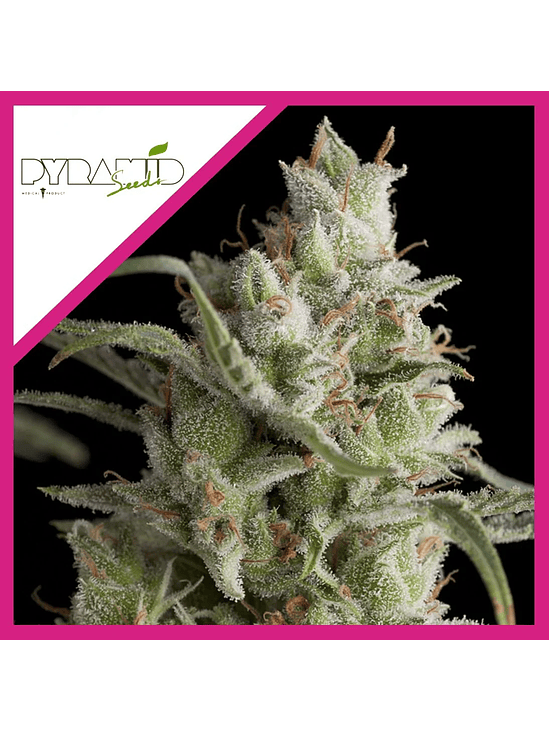 Super Og Kush  Fem X5+2-Pyramid Seeds 2