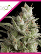 Super Og Kush  Fem X5+2-Pyramid Seeds - Miniatura 2