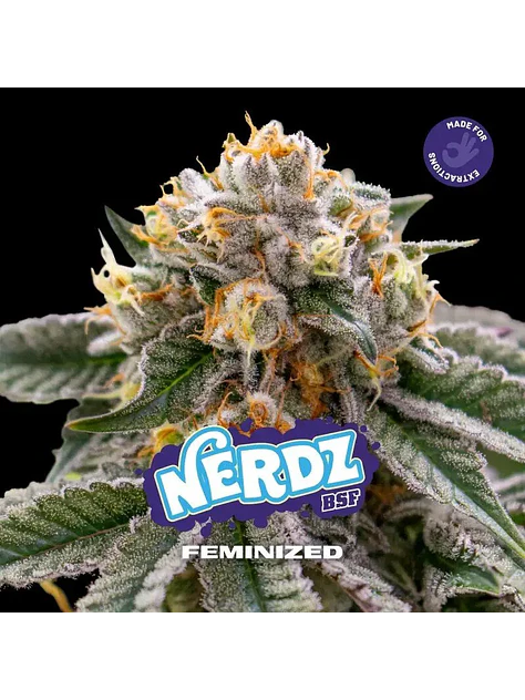 Nerdz Fem -Bsf (X12/X7/X4/X2) 6