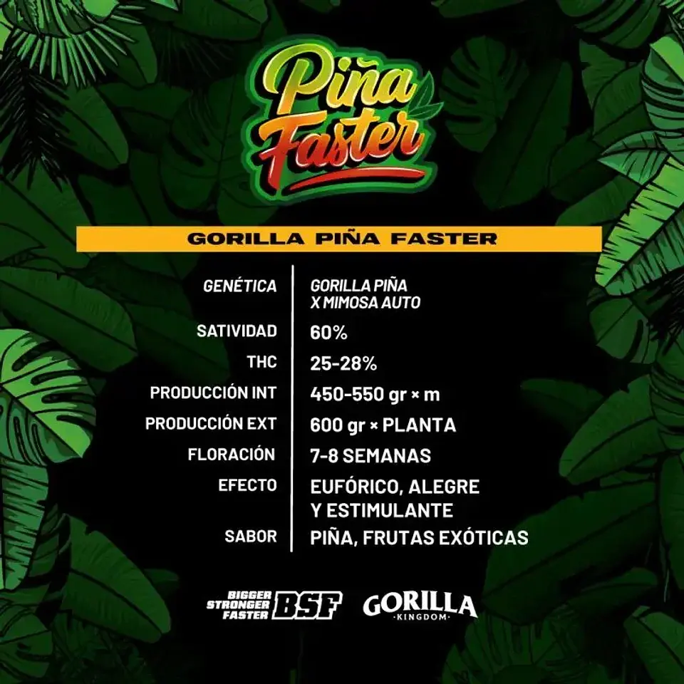 Gorilla Piña Fast Version -Bsf (X4/X2) 3