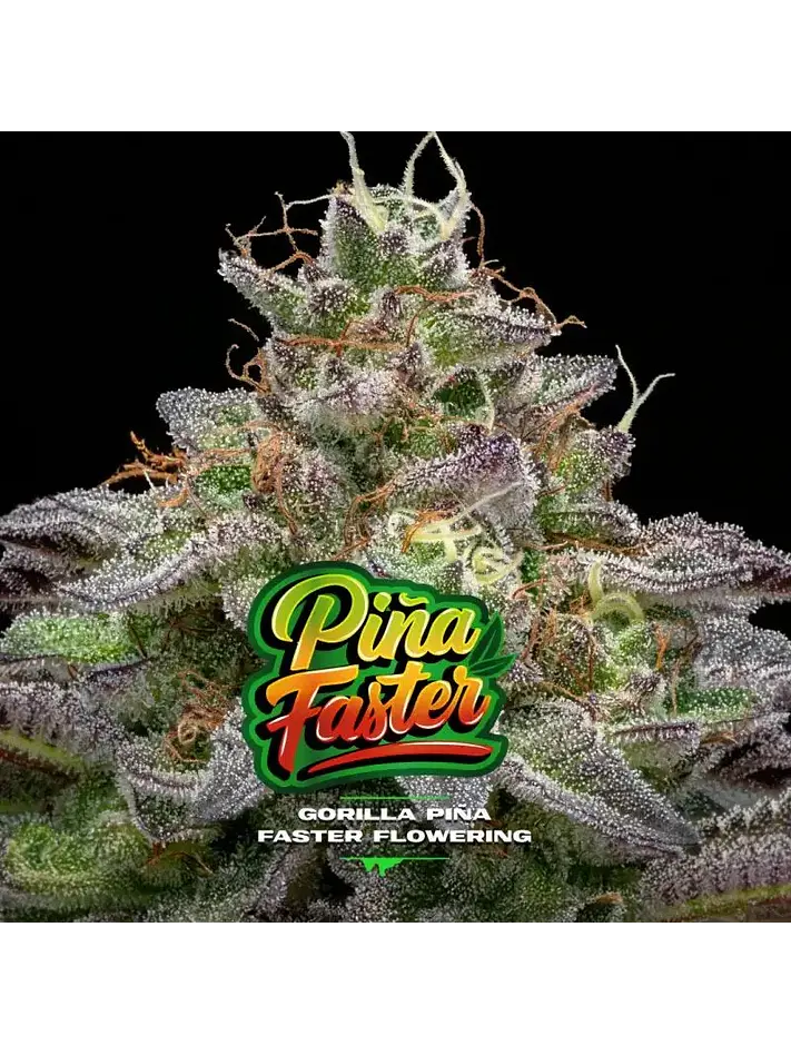Gorilla Piña Fast Version -Bsf (X4/X2) 4