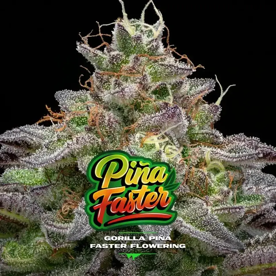 Gorilla Piña Fast Version -Bsf (X4/X2) 4