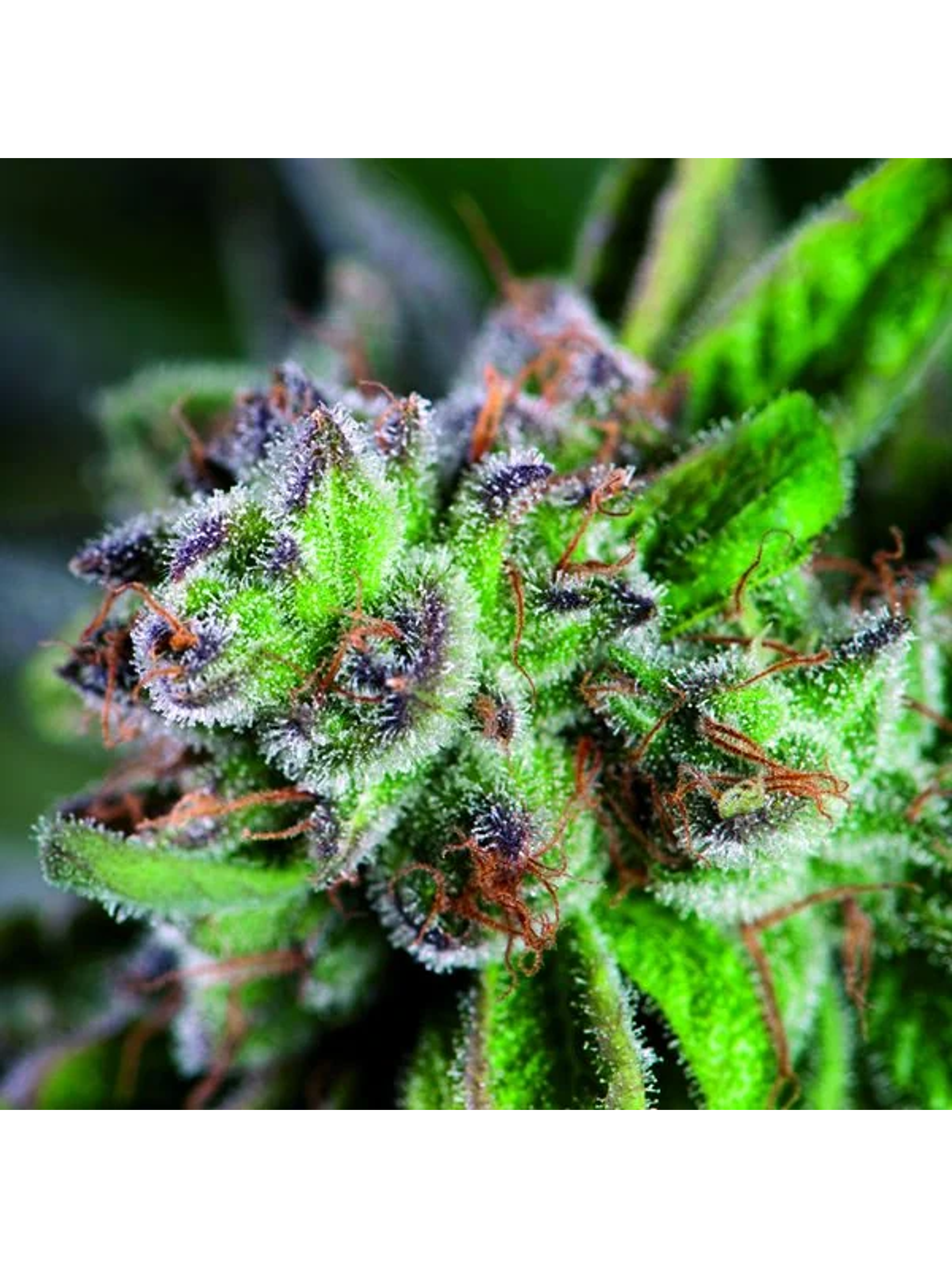 Watermelon Zkittez Fem -Pyramid Seeds (X3+1/X1) 2