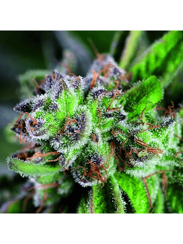 Watermelon Zkittez Fem X3+1-Pyramid Seeds 2