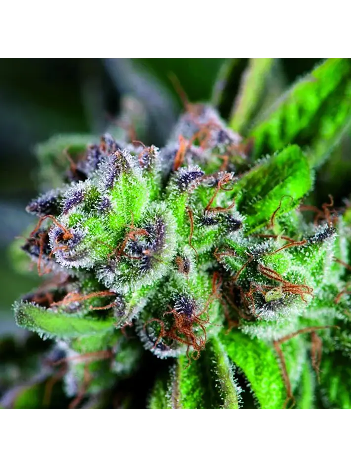 Watermelon Zkittez Fem -Pyramid Seeds (X3+1/X1) 2