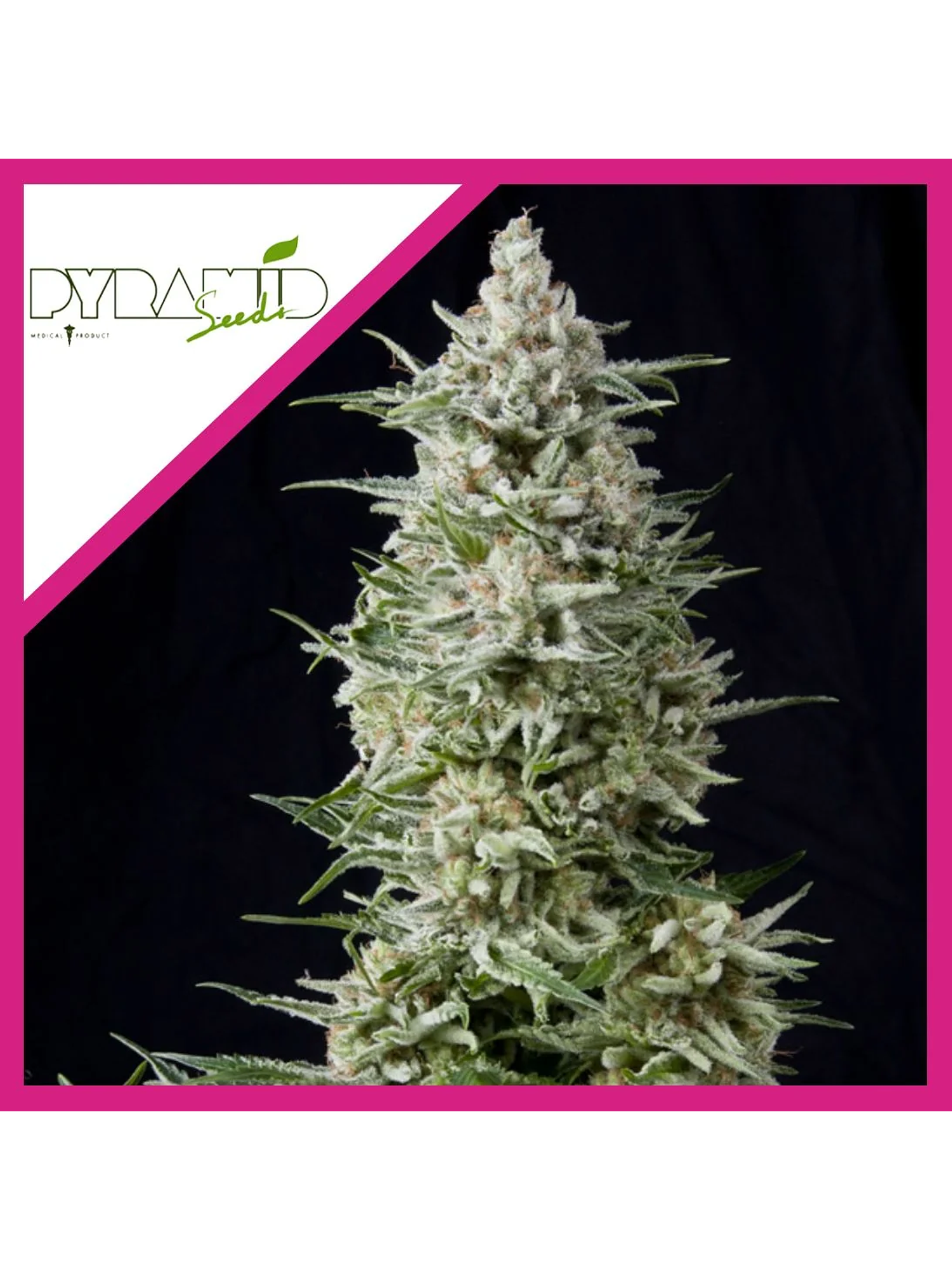 Amnesia Gold Fem -Pyramid Seeds (X5+2/X3+1/X1) 2