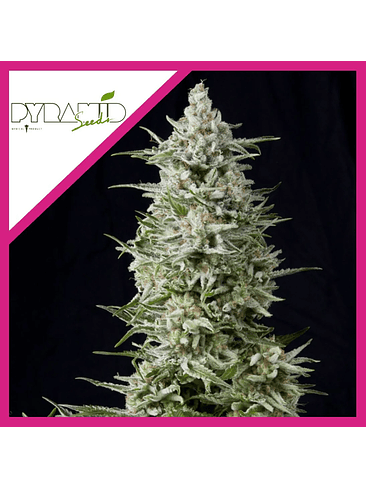 Amnesia Gold  Fem X5+2-Pyramid Seeds 2