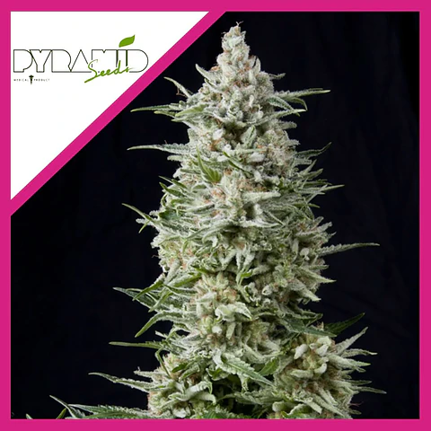 Amnesia Gold Fem -Pyramid Seeds (X5+2/X3+1/X1)