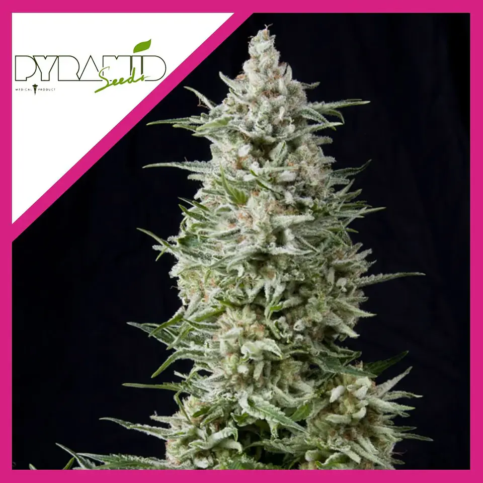 Amnesia Gold Fem -Pyramid Seeds (X5+2/X3+1/X1) 2