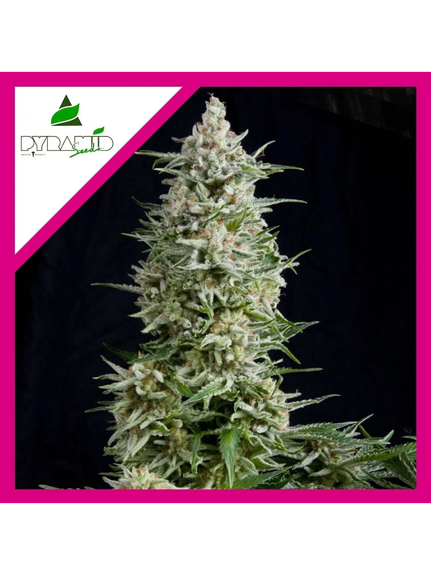 Amnesia Gold Fem -Pyramid Seeds (X5+2/X3+1/X1) 4