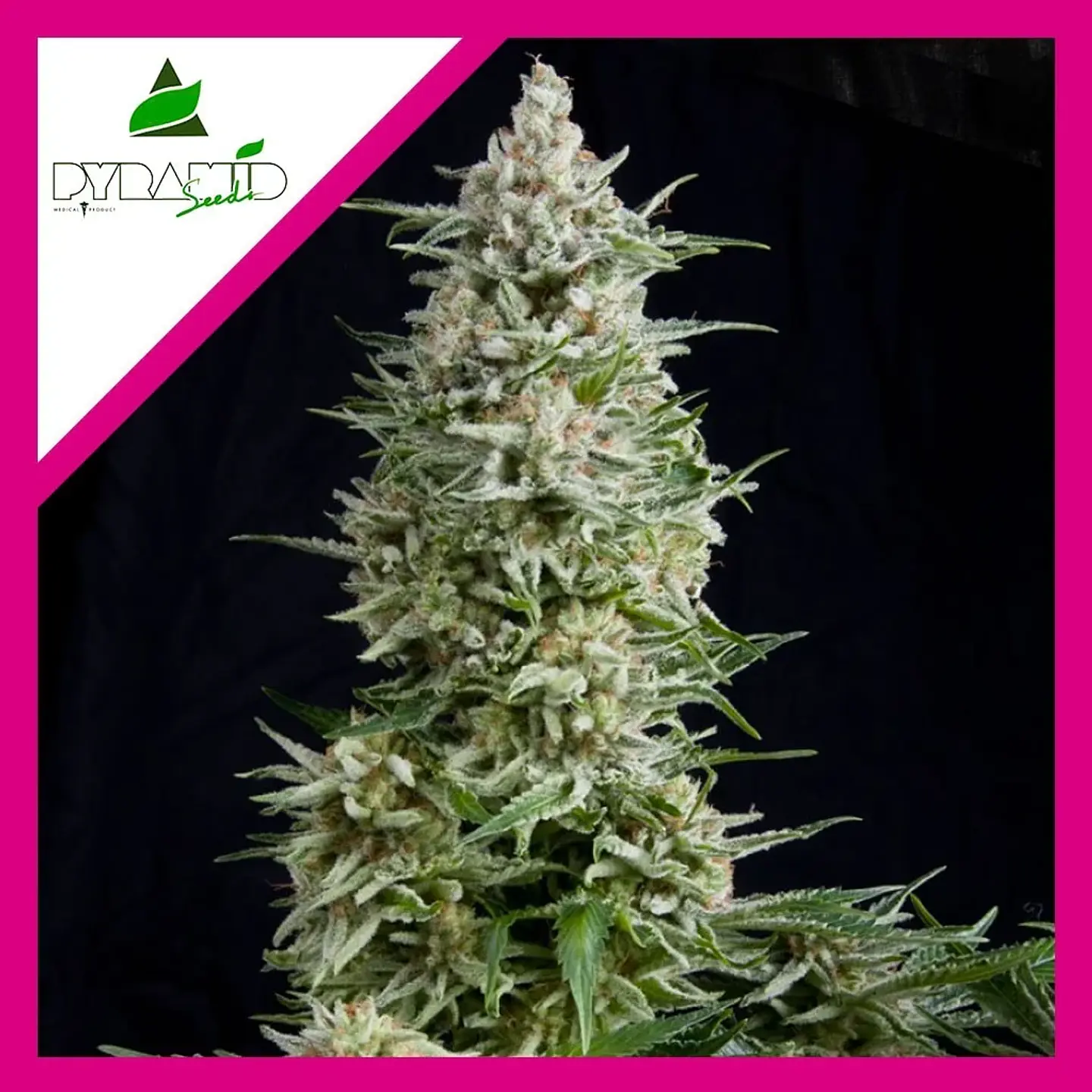 Amnesia Gold Fem -Pyramid Seeds (X5+2/X3+1/X1) 4