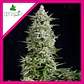 Amnesia Gold Fem -Pyramid Seeds (X5+2/X3+1/X1) - Miniatura 4