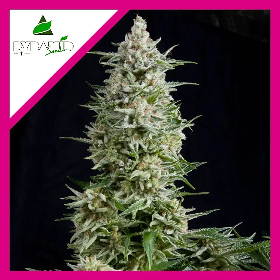 Amnesia Gold Fem -Pyramid Seeds (X5+2/X3+1/X1) 5